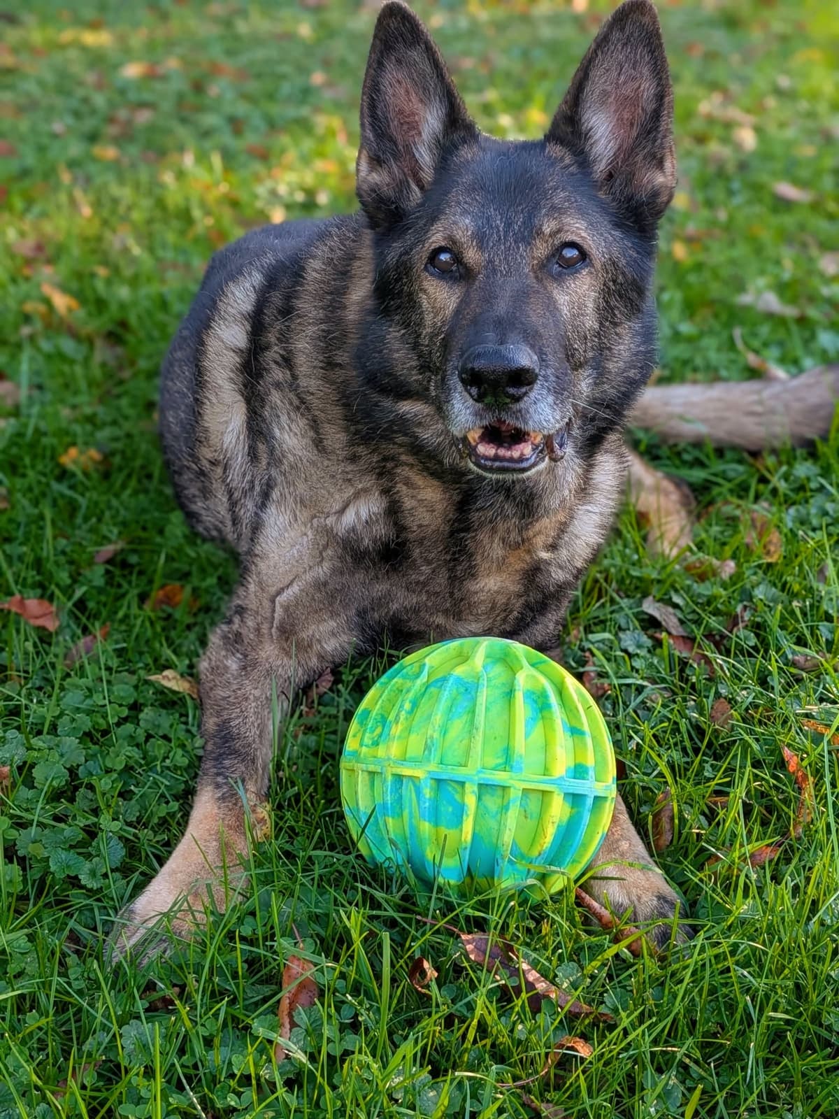 A dog trained by Common Ground Canine relaxing in the grass