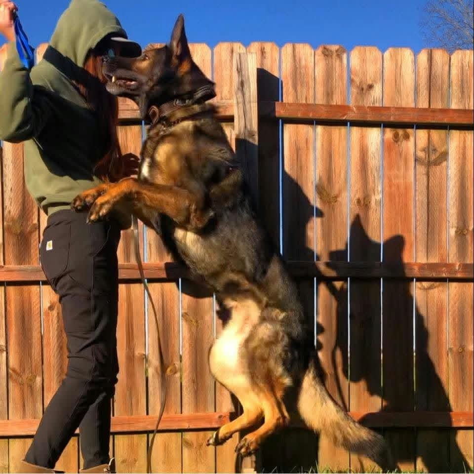 Megan Furderer training a German Shepherd in Dayton, Ohio